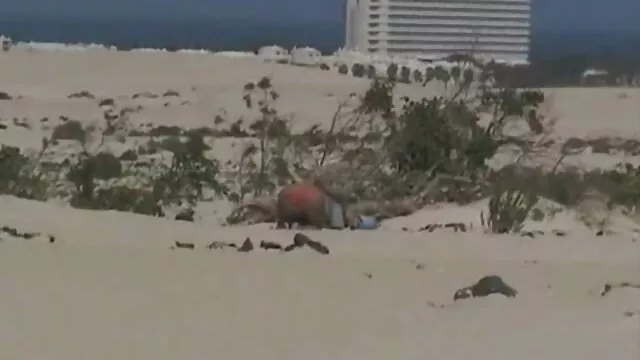 المنظمون اجنبيه سكسيه الخدمات الجنسية على الهاتف ، زار جيسي جونز